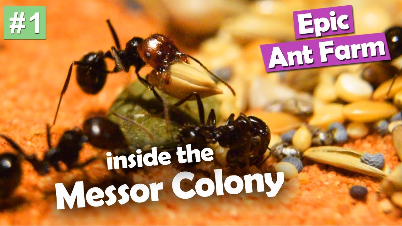 EPIC Ant Farm! Messor Barbarus Episode #1