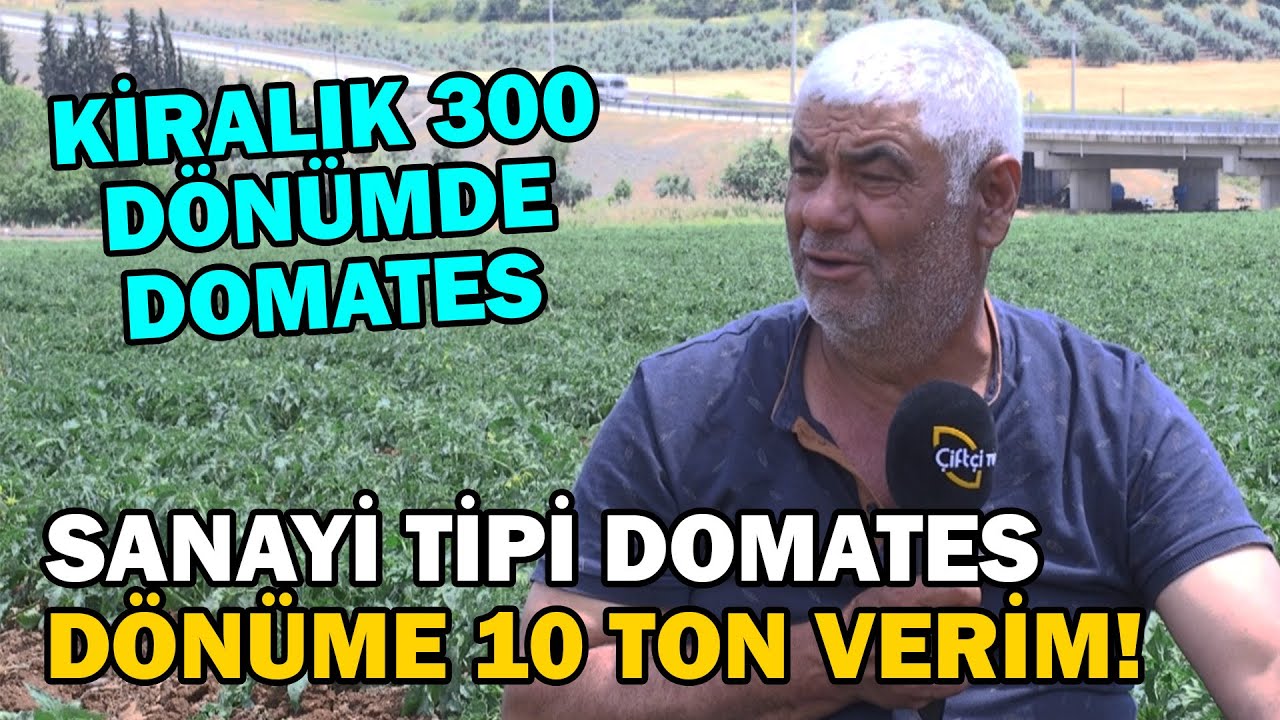 Kiralık 300 Dönümde Domates / Sanayi Tipi Domates Dönüme 10 Ton Verim!