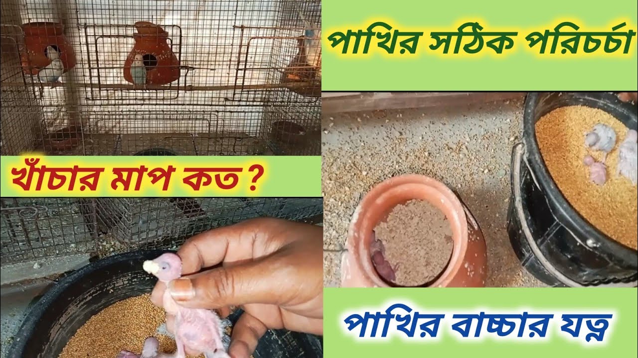 বাজরিগার পাখির বাচ্চা ফুটলে কিভাবে তাদের পরিচর্চা করবেন || বাজরিগার পাখি পালন #birds #বাজরিগার 