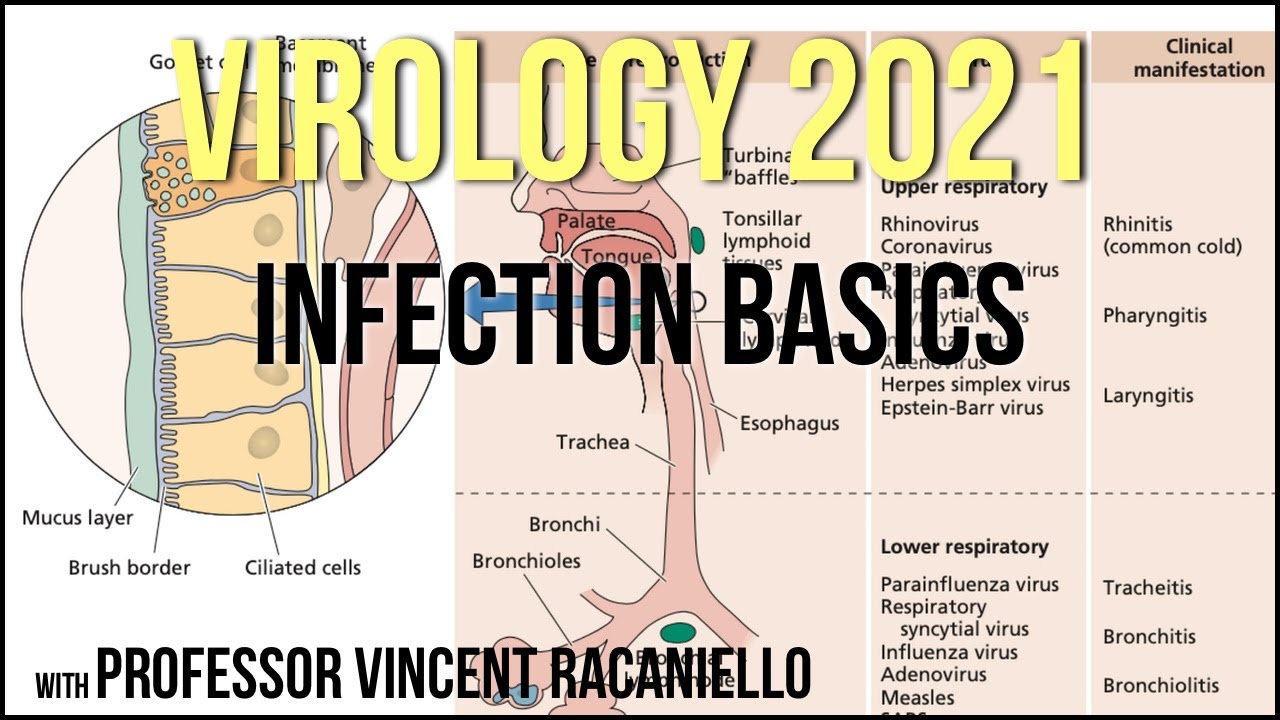 Virology Lectures 2021 #12 - Infection Basics