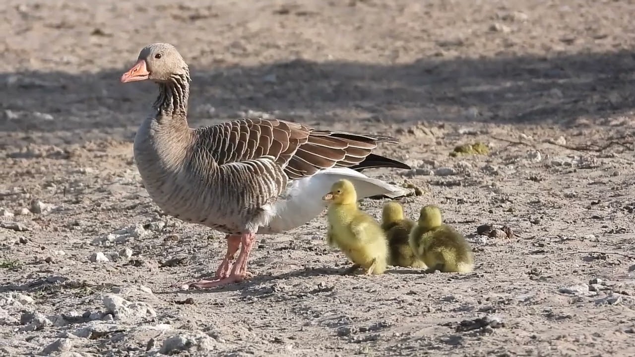Greylag geese raising domestic goslings