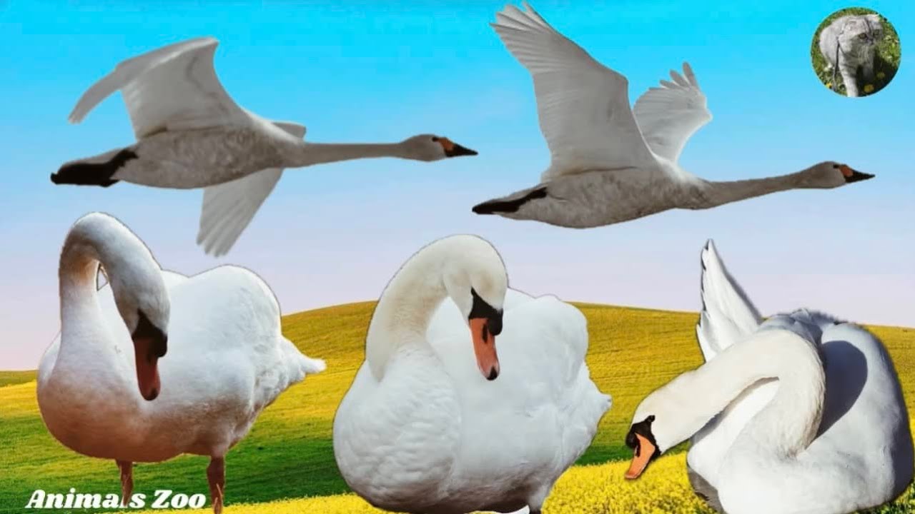 Swan Sounds.Swan Sound Effects. Animals Moments - Animals Zoo.