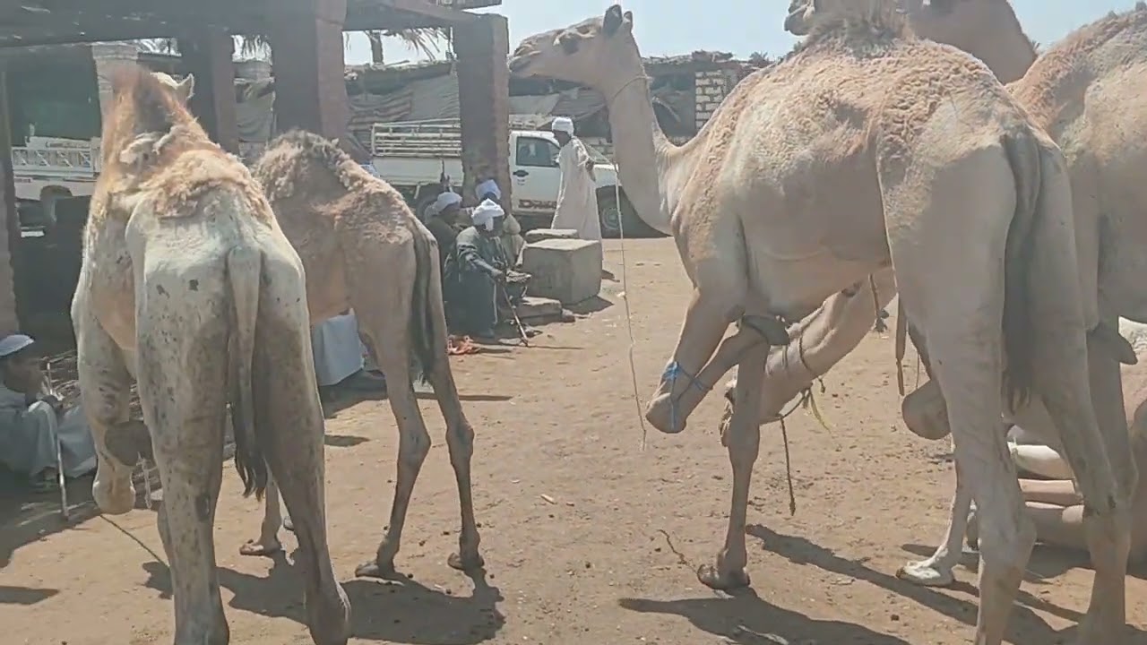اسعار الجمال والقعدان سوق السبت 23/9