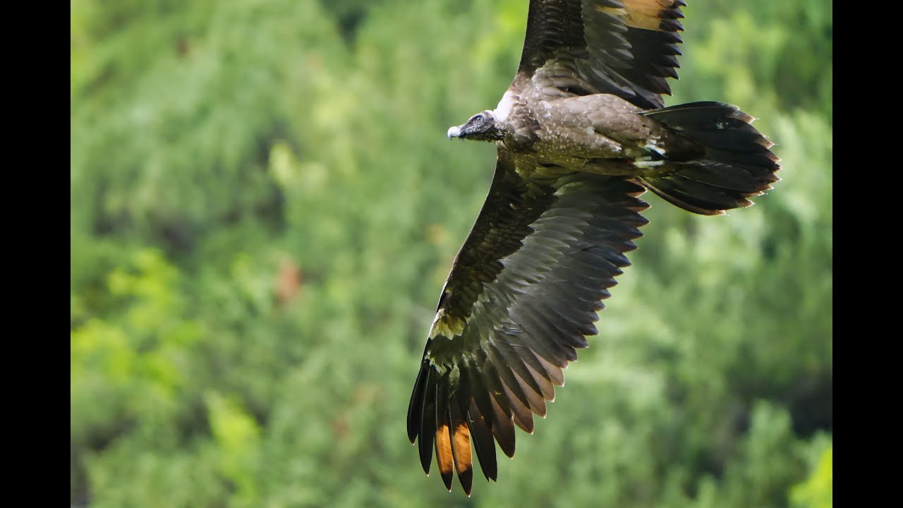Der Nationalpark Berchtesgaden und seine Bartgeier Luisa und Generl zusammen mit einem Wildschlupf.