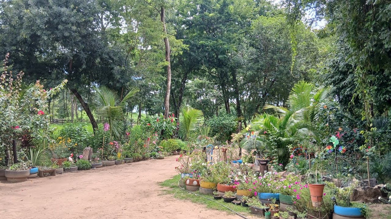 🌺 Flores Impecáveis no Jardim + Meus Presentes de Aniversário 🎁 | Hibiscos e Roseiras em Destaque