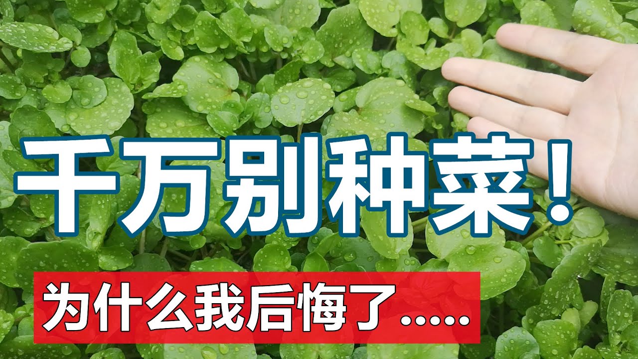 千万别种菜！为什么我后悔了☹️Don't grow vegetables by yourself, Why I regret...