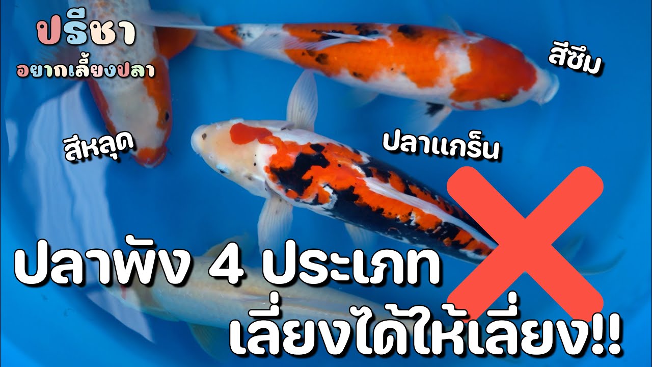 ปลาพัง 4 ประเภทที่พี่เมย์แนะให้เลี่ยง - มินิซีรี่ส์ 