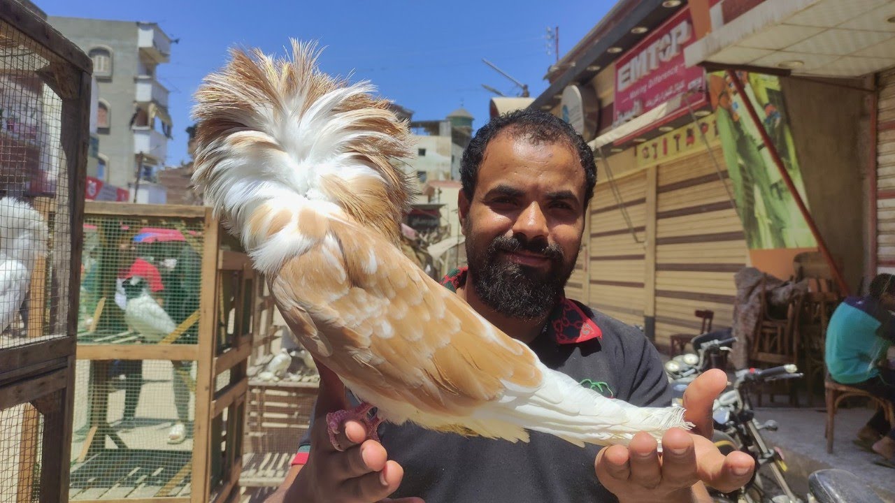 سوق حمام دمياط انهارده بالاسعار كل أنواع الحمام
