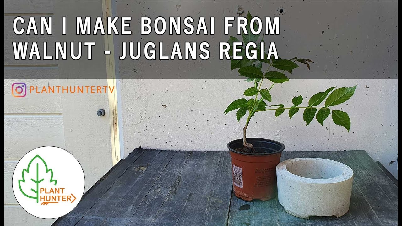 Can I make Bonsai from Juglans regia (Walnut) #PlantHunterTV