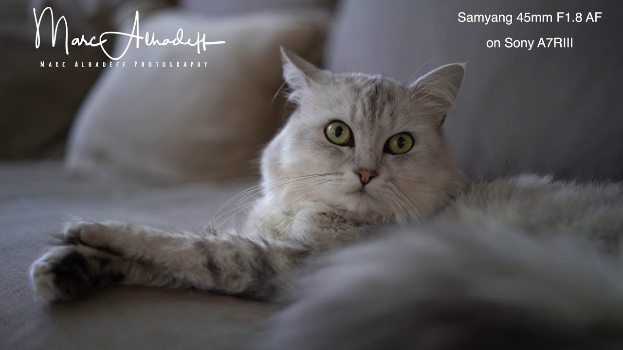 Samyang 45mm F1.8 AF on Sony A7RIII