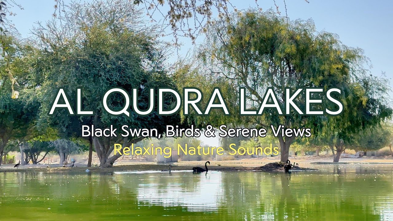 Discover A Serene Getaway At Al Qudra Lakes - Best camping spot