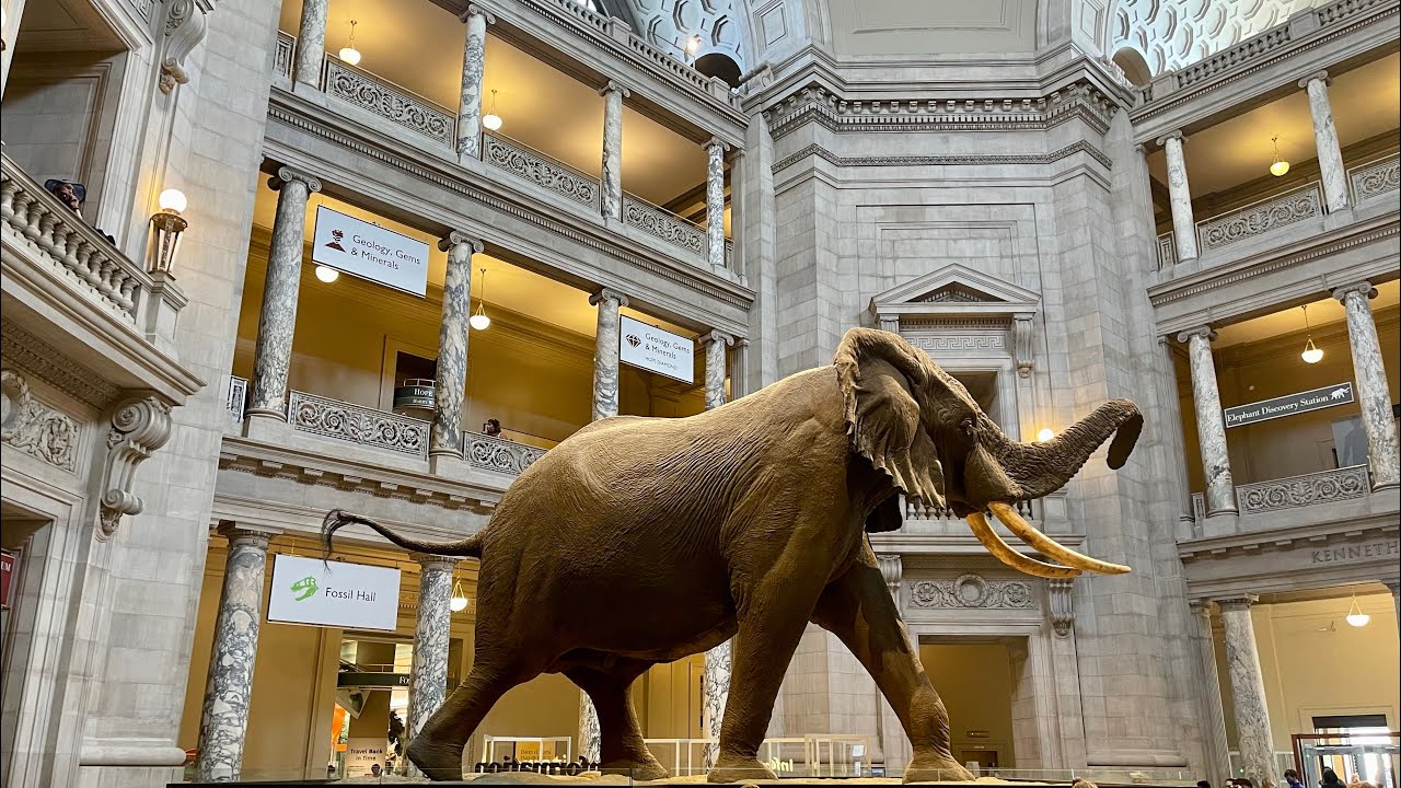 Natural History Museum, Washington DC, Rotunda