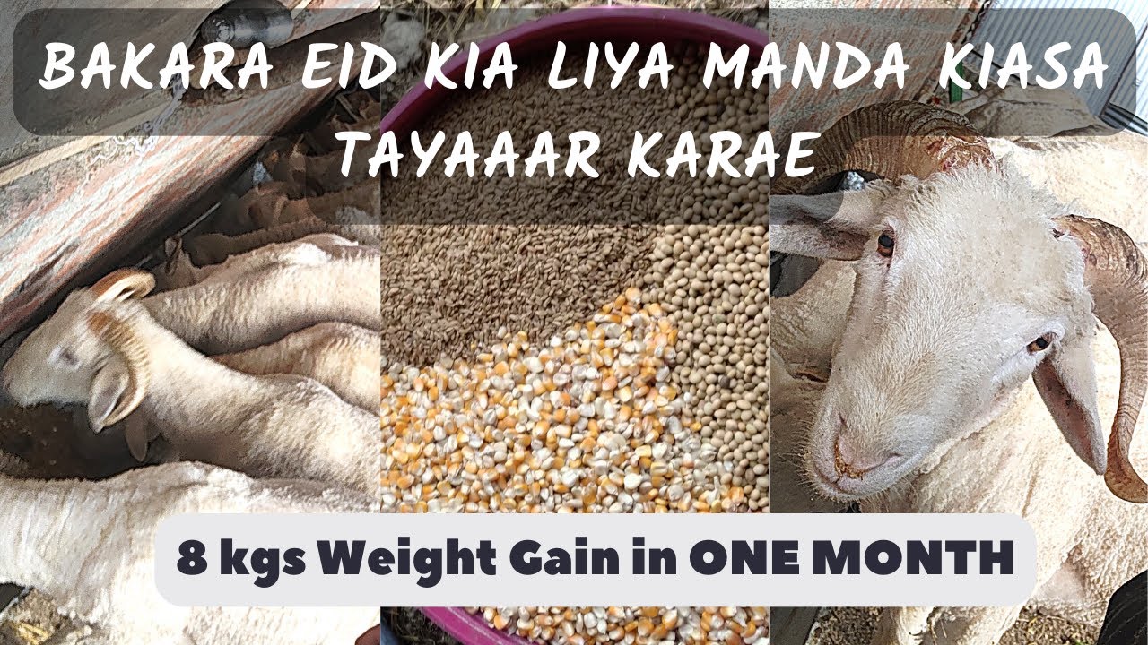 Bakara Eid kia Leya Mande Kesa Tayar karai | 8 kg weight gain in one month