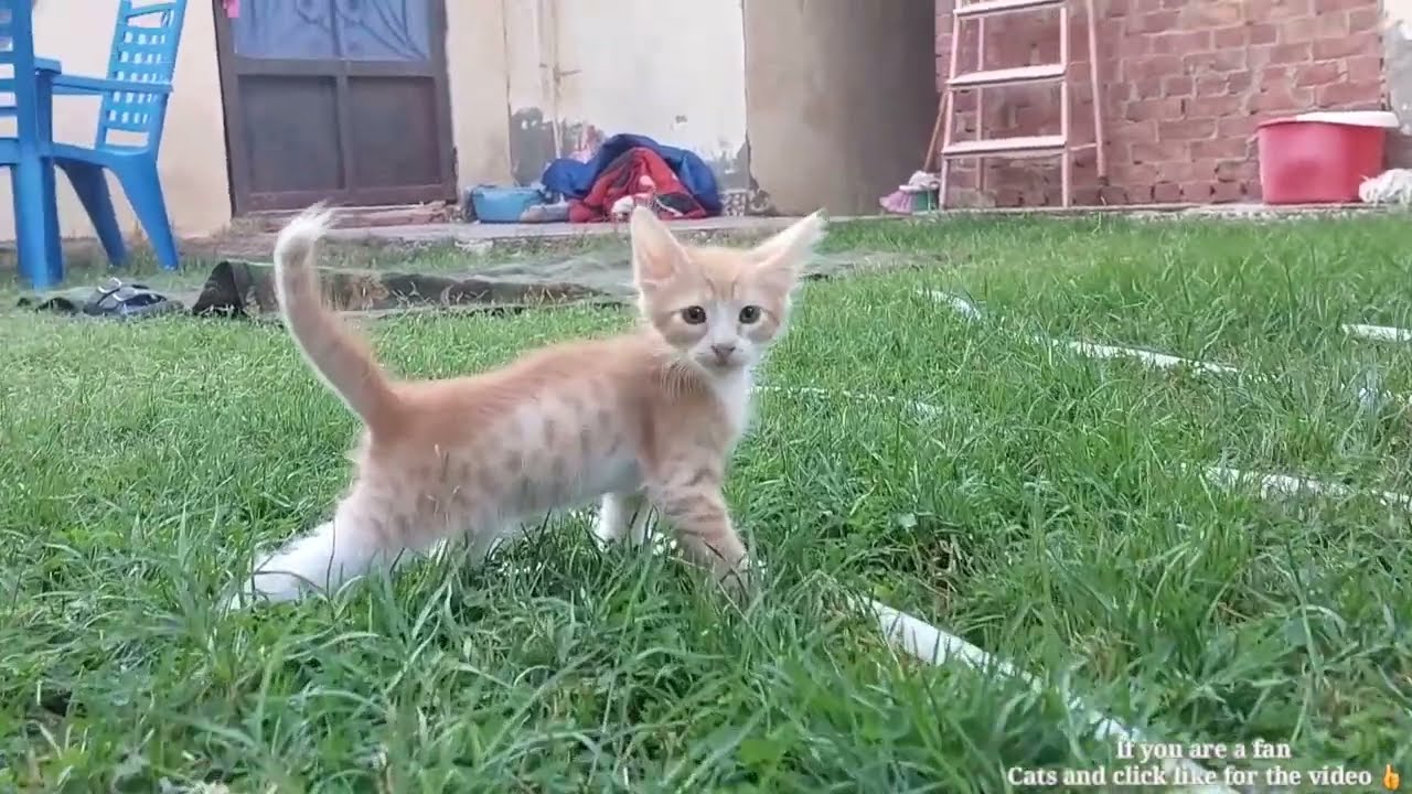 لقينا قطه صغيره شقيه في حديقه المنزل وقررنا نحتفظ فيها 😍