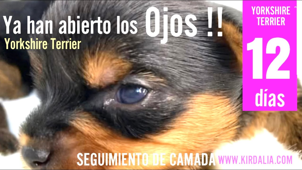 Cachorros YORKSHIRE TERRIER 12 Días (Seguimiento de Camada)