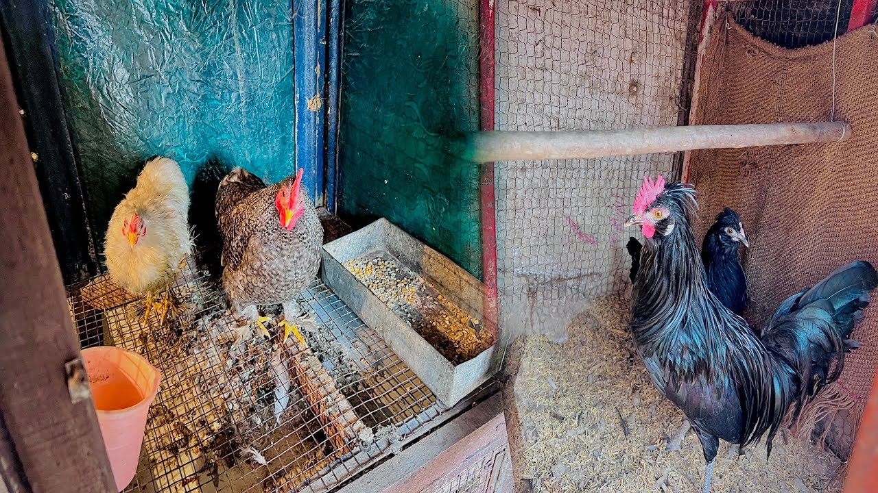 Sare fency birds alag , alag cages m shift kar diya @Kukkad_club_mehakma 