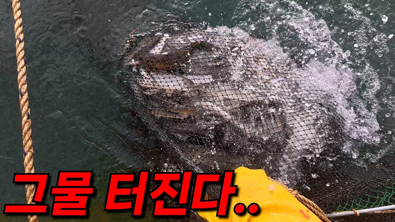 그물이 터질 정도로 잡혔다! 하나에서 이렇게나 많이 잡히다니..ㄷㄷ 어복 가져가세요!