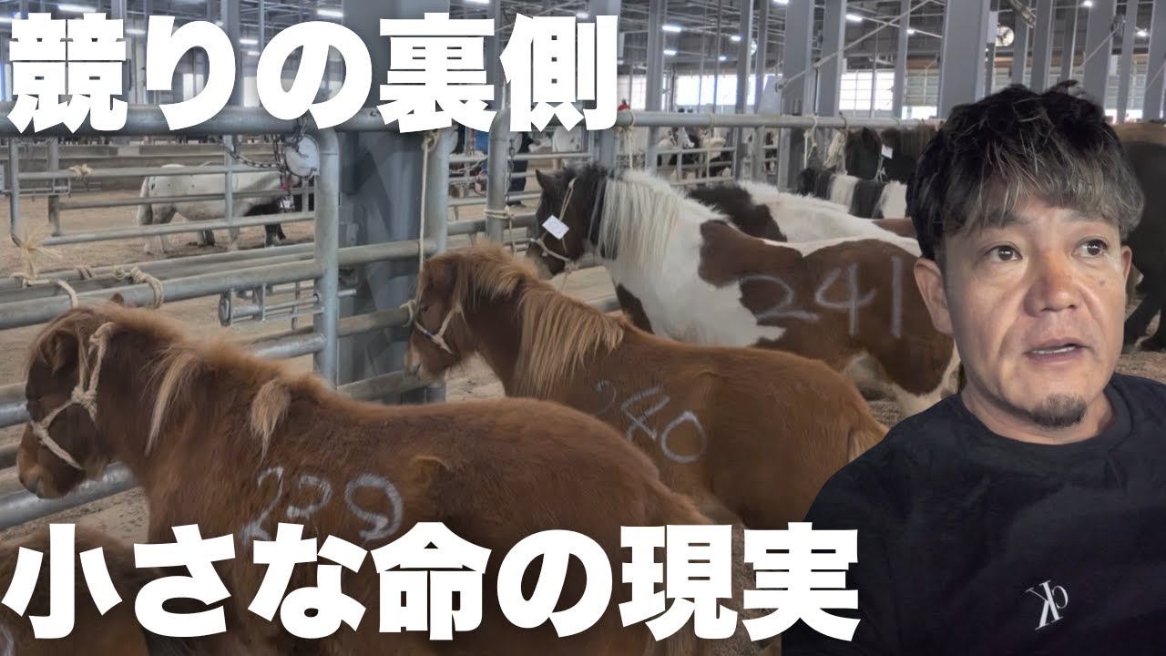 「ミニチュアホース競りの実態｜お肉になる馬の市場レポート」/前編