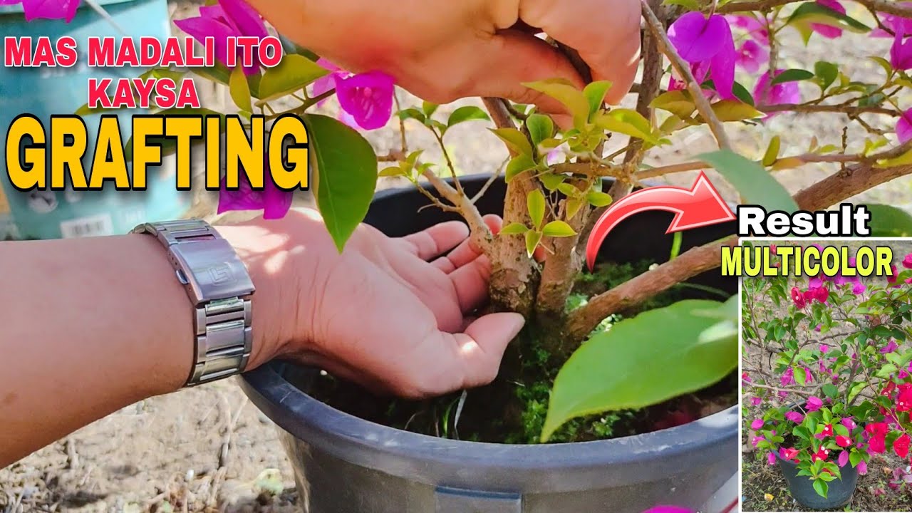 Madali lang Gawin ito| Multiple Varieties sa isang Paso. NO GRAFTING Needed. Panoorin!