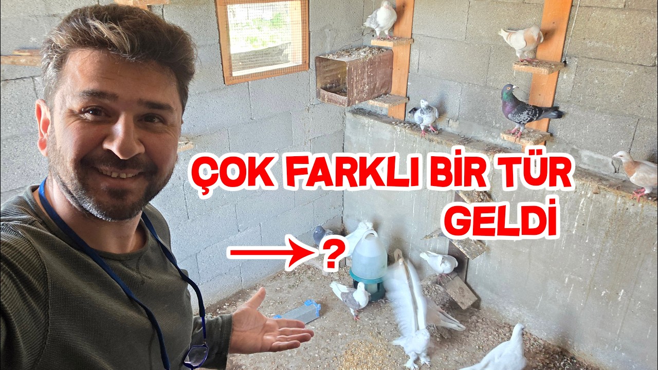 İki Hediye Güvercin Gönderdim Dedi Kutudan Onlarca Güvercin Çıktı