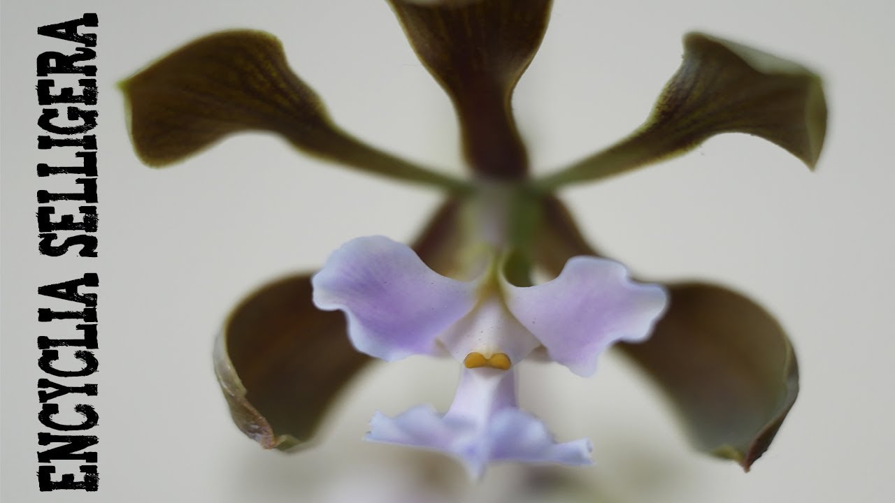 Encyclia selligera - Orchideen Pflege leicht gemacht!