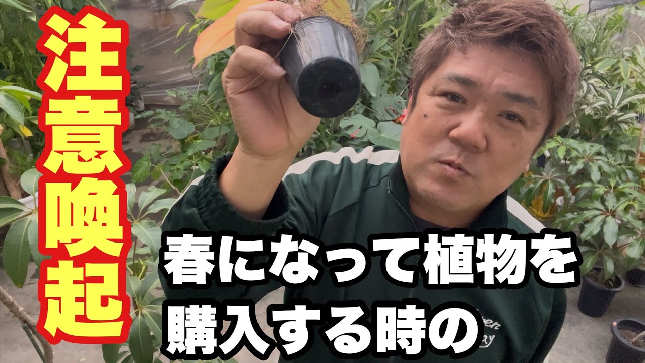 【注意喚起】これは絶対チェックしてほしい春に植物を購入する時の注意点！