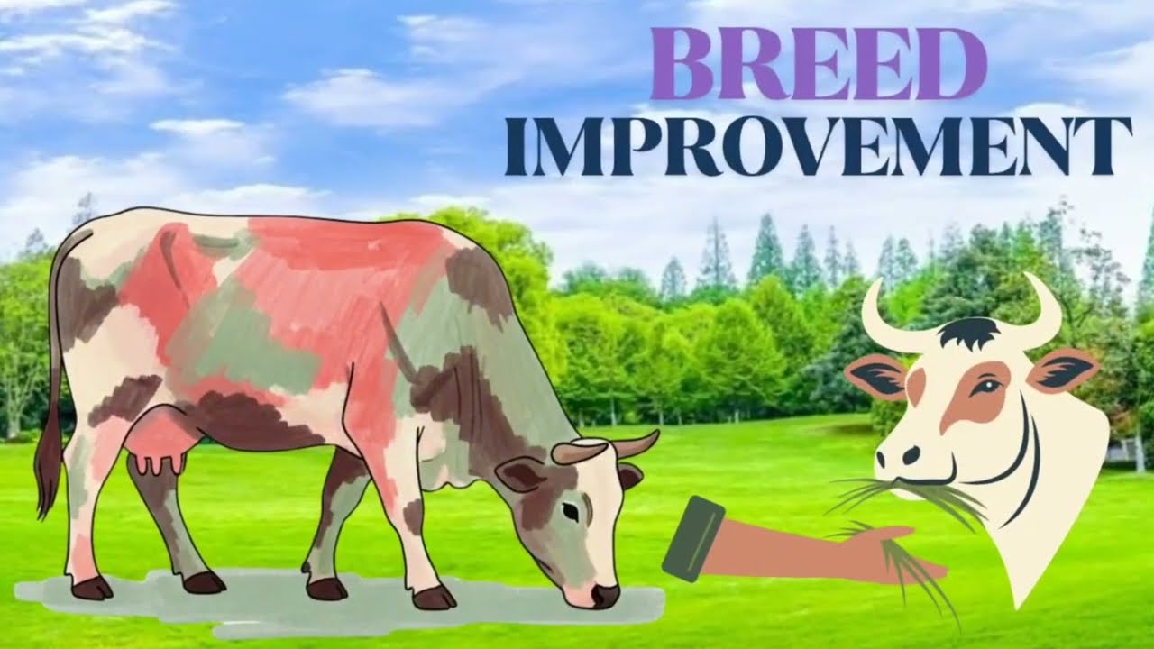 Nasal Sudhar || नस्ल सुधार Breeding  Kese Karen || Malvi Go Mata Se Breeding Kese Karen