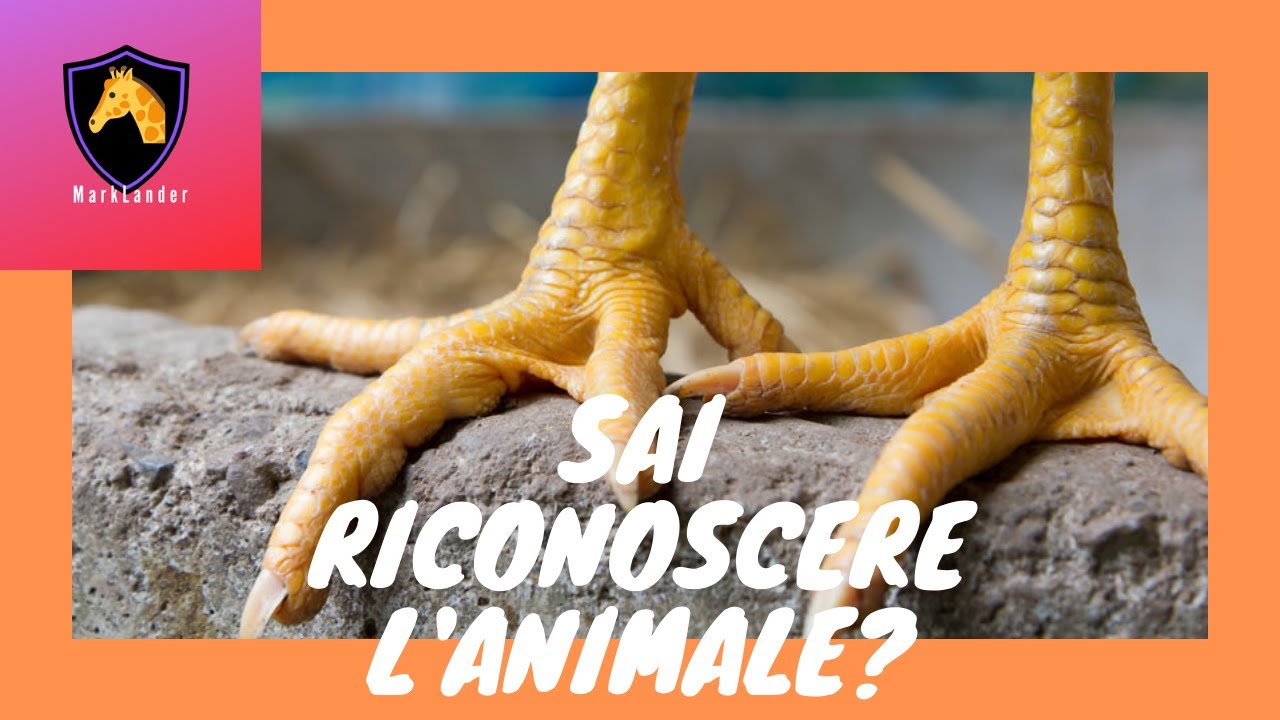 Indovina l'animale dalle Zampe!