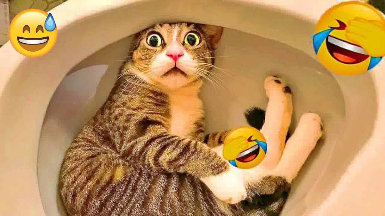 You Laugh You Lose 😻🐕 Dogs Protect Babies- Heartwarming Moments 😂