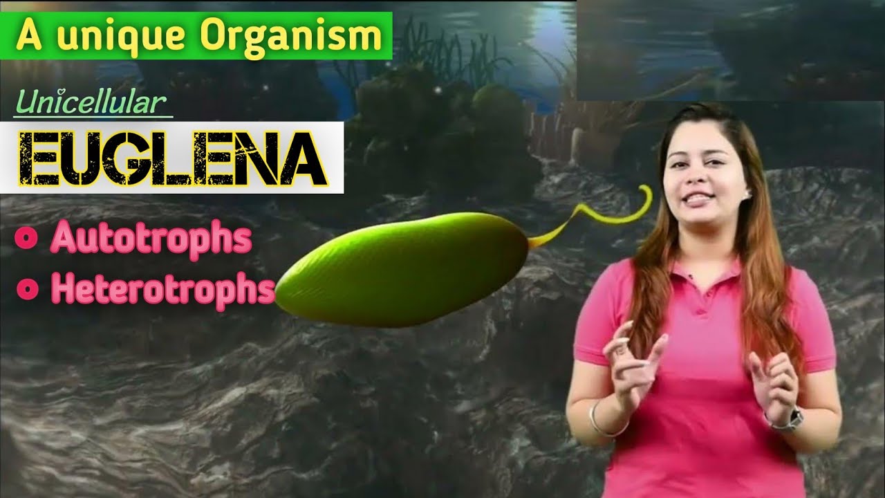 EUGLENA...|| Structure and Locomotion || 3D ANIMATION ||  @MagnetBrainsEducation