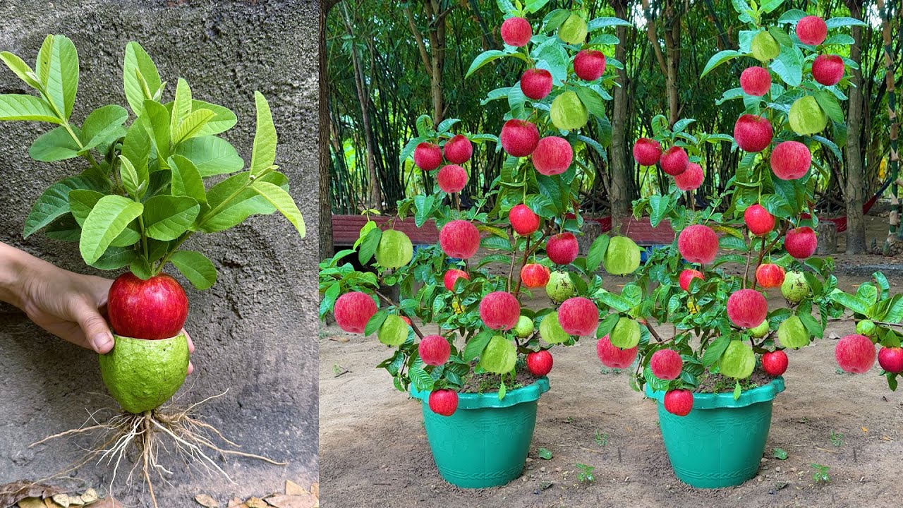 Apples with Guava : Grafting Apples Fruit with Guava Fruit To Get The Most Fruit