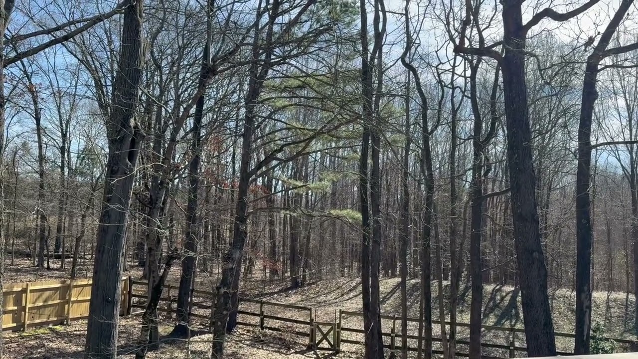 Mister Owl hooting--where is he hiding? #barredowl #crows #2026 