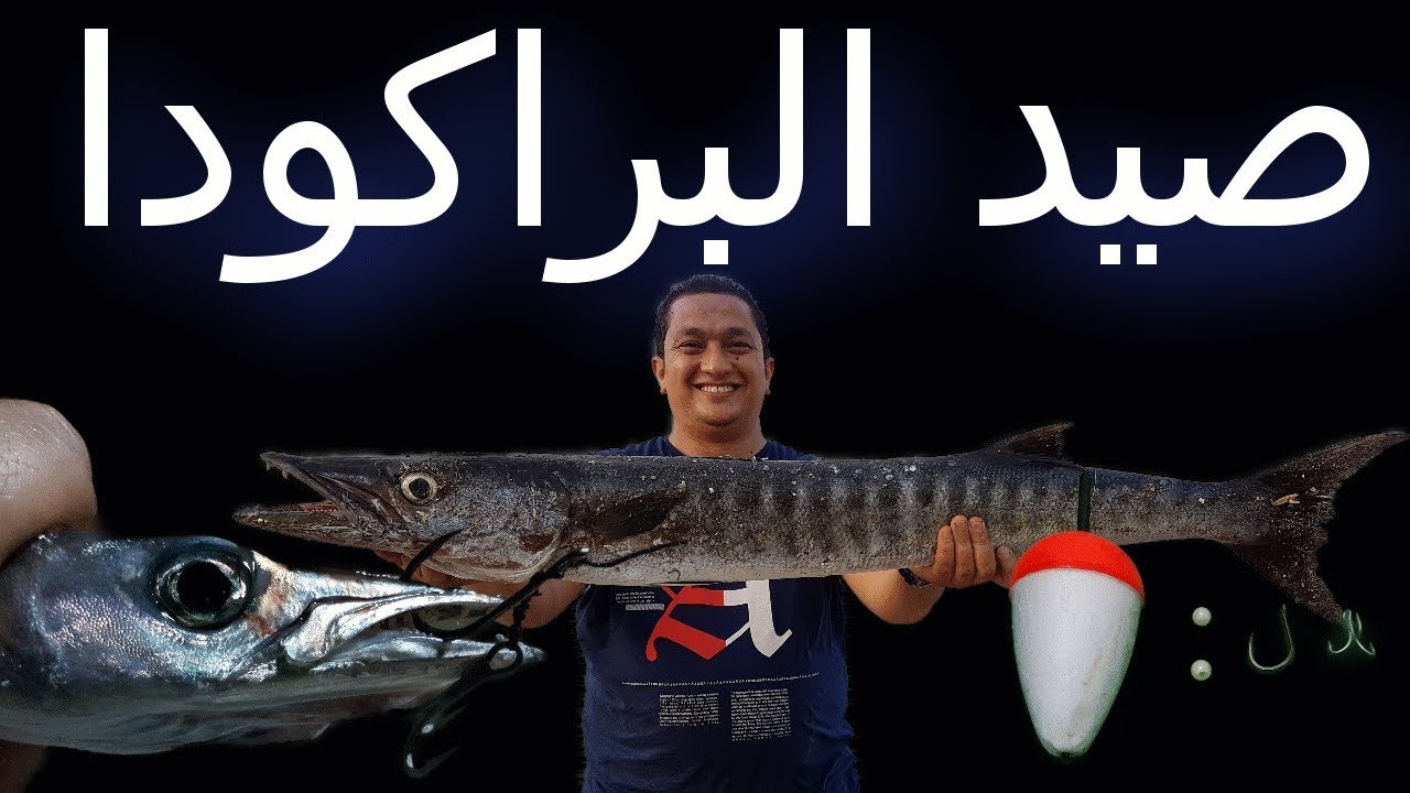 سر صيد سمكة البراكودا - عجام - عقام - كناية من الشاطئ بالتفصيل  How To Fish For Barracuda