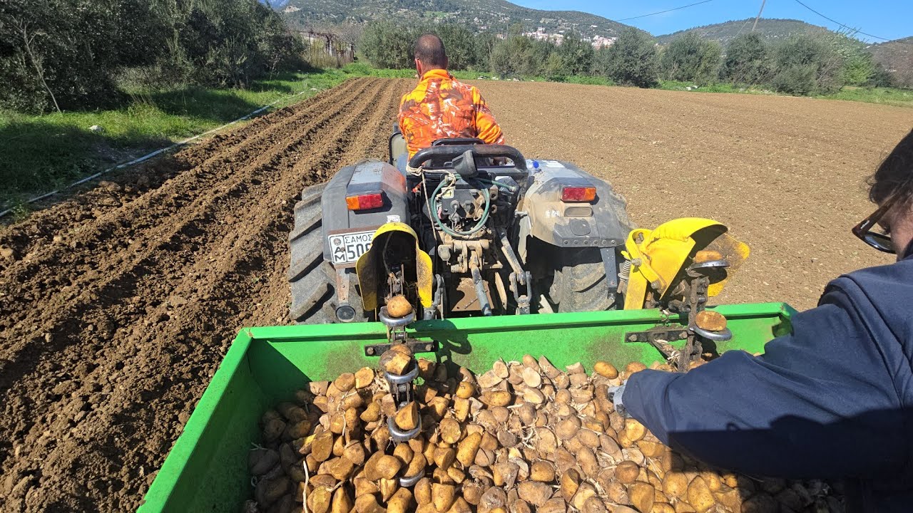 Η ώρα της φύτευσης Πατάτας έφτασε Κάμπος Χώρας Σάμου 