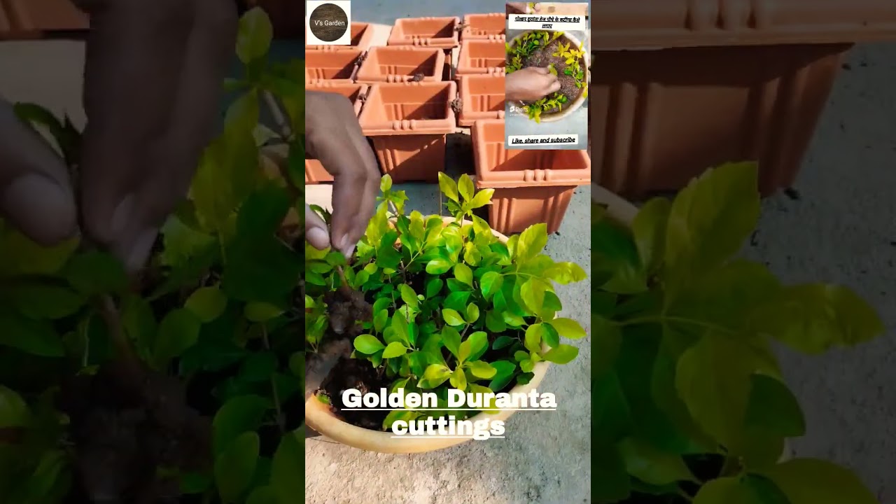 Golden Duranta hedge plant cuttings growing. #shorts #youtubeshorts #gardening #shortsfeed