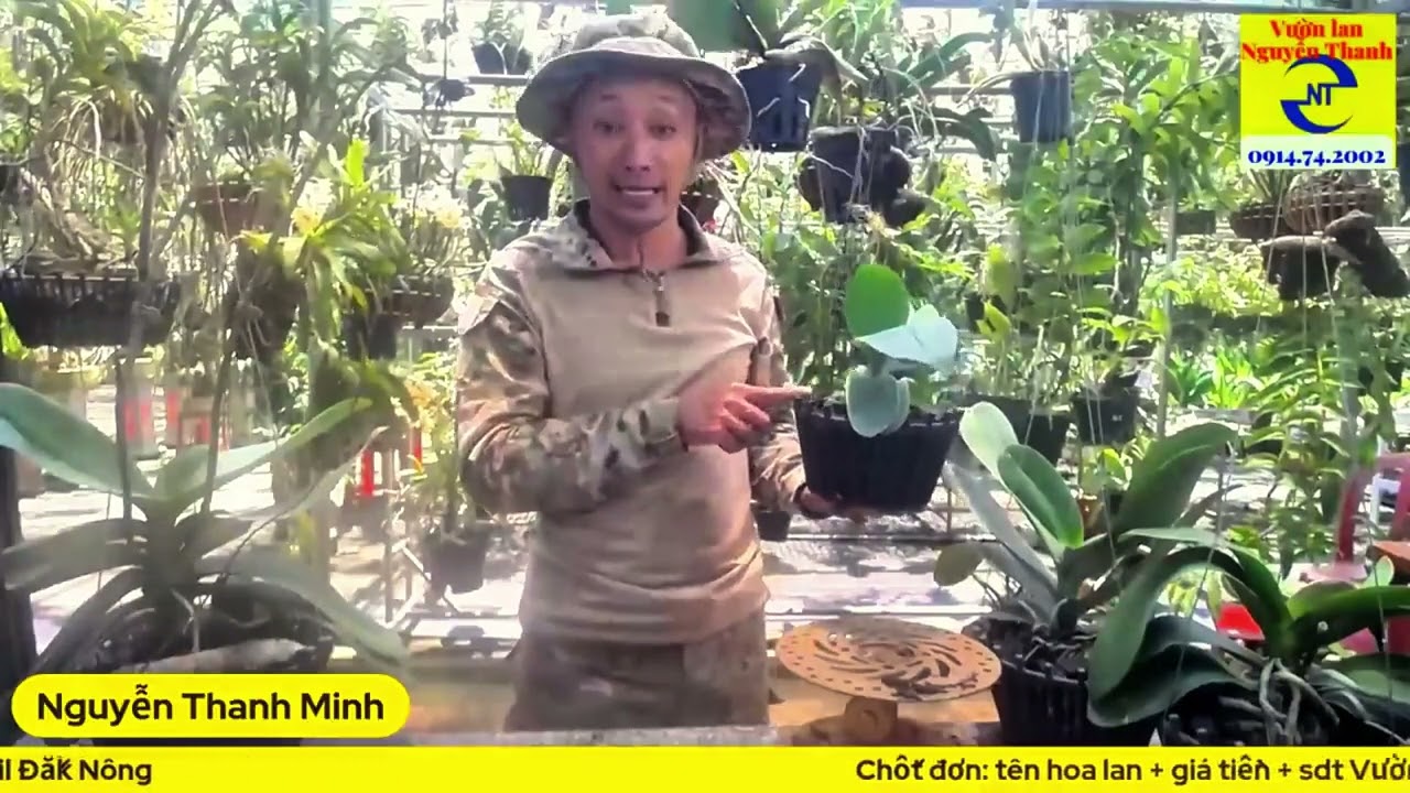 MẸO TRỒNG LAN HỒ ĐIỆP CHO NGƯỜI MỚI CHƠI LAN