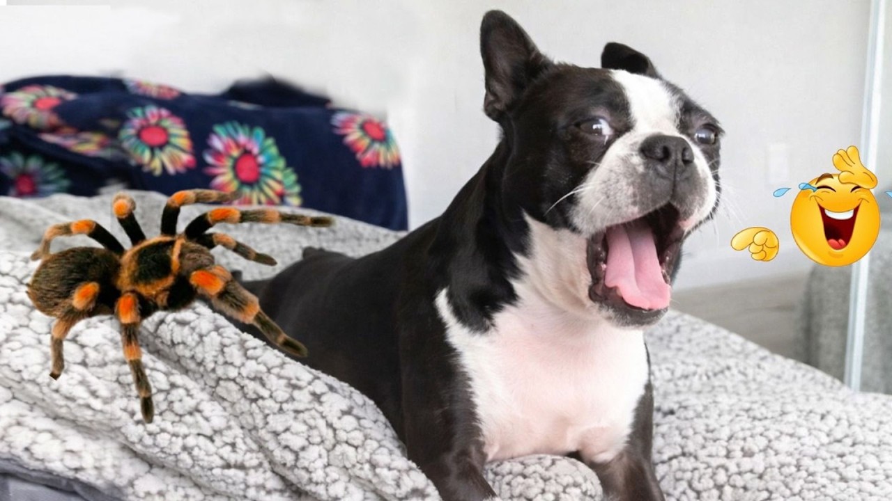 New FUNNY DOGS That Will Make You Laugh To Tears 😂🐕 Best Funny Dog Compilation 2026