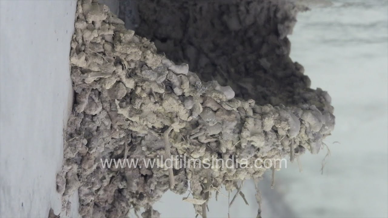 Intricate Mud Nest Built by Swallows Under Roof Eaves in Jabberkhet Mussoorie