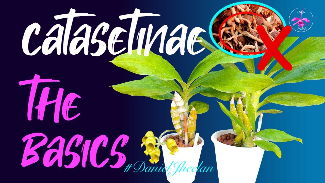 Grow Catasetinae The Easy Way | What to be careful of | When to buy #ninjaorchids