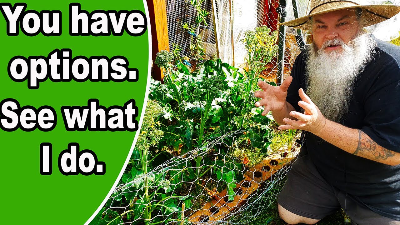 Why Your Broccoli is Bolting and What You Can Do