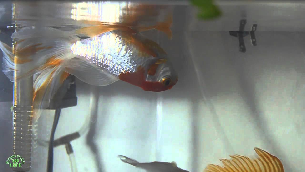 10 Minutes Of Your Life: Watching  A Goldfish Floating Upside Down ( Swimbladder )