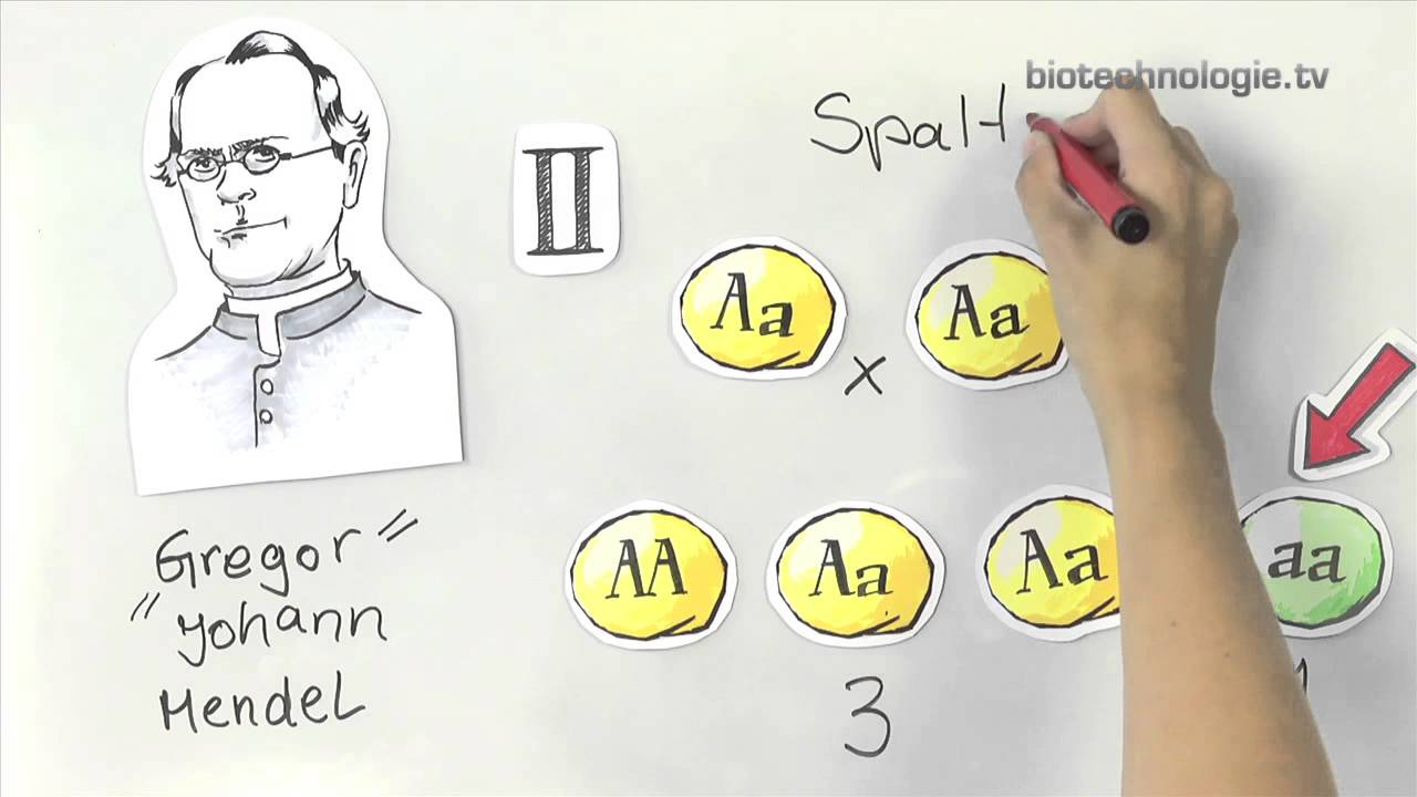 Kreidezeit "Geniestreiche": Gregor Mendel