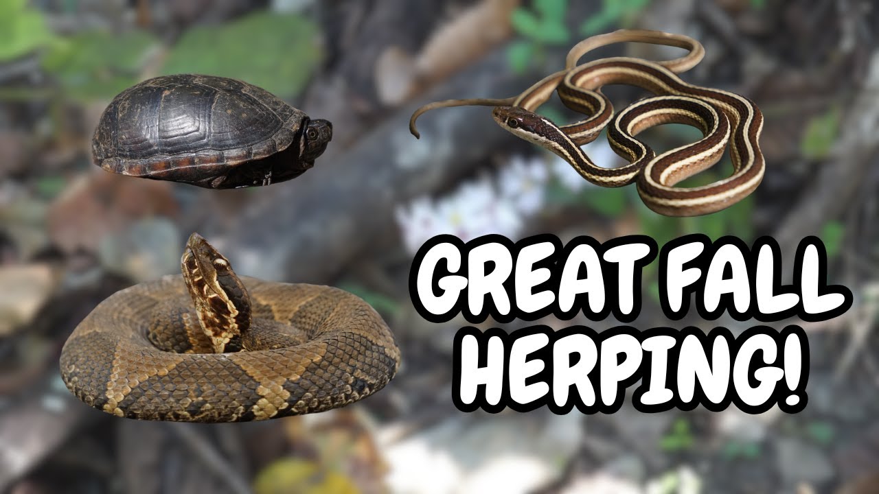 Great October Herping! Cottonmouths, Milksnake, Mud Turtle and More!