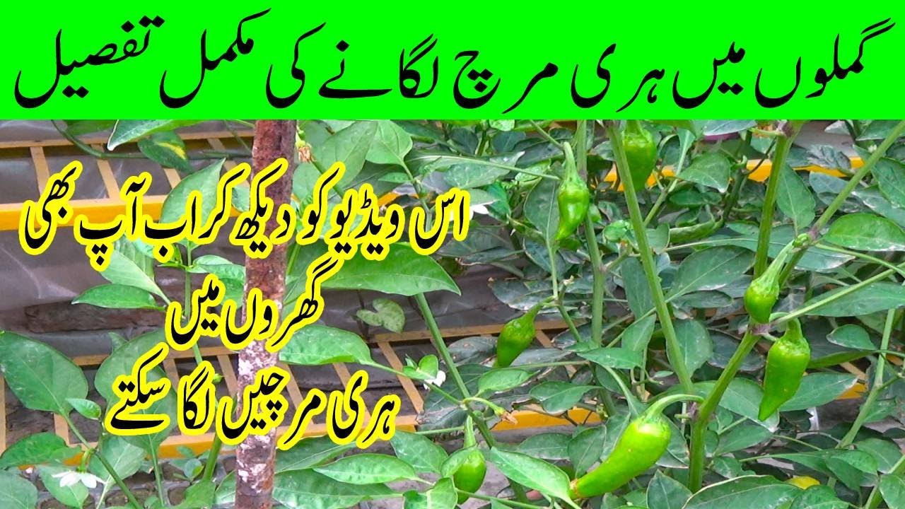 How to Grow Chili from Seeds | Complete Video