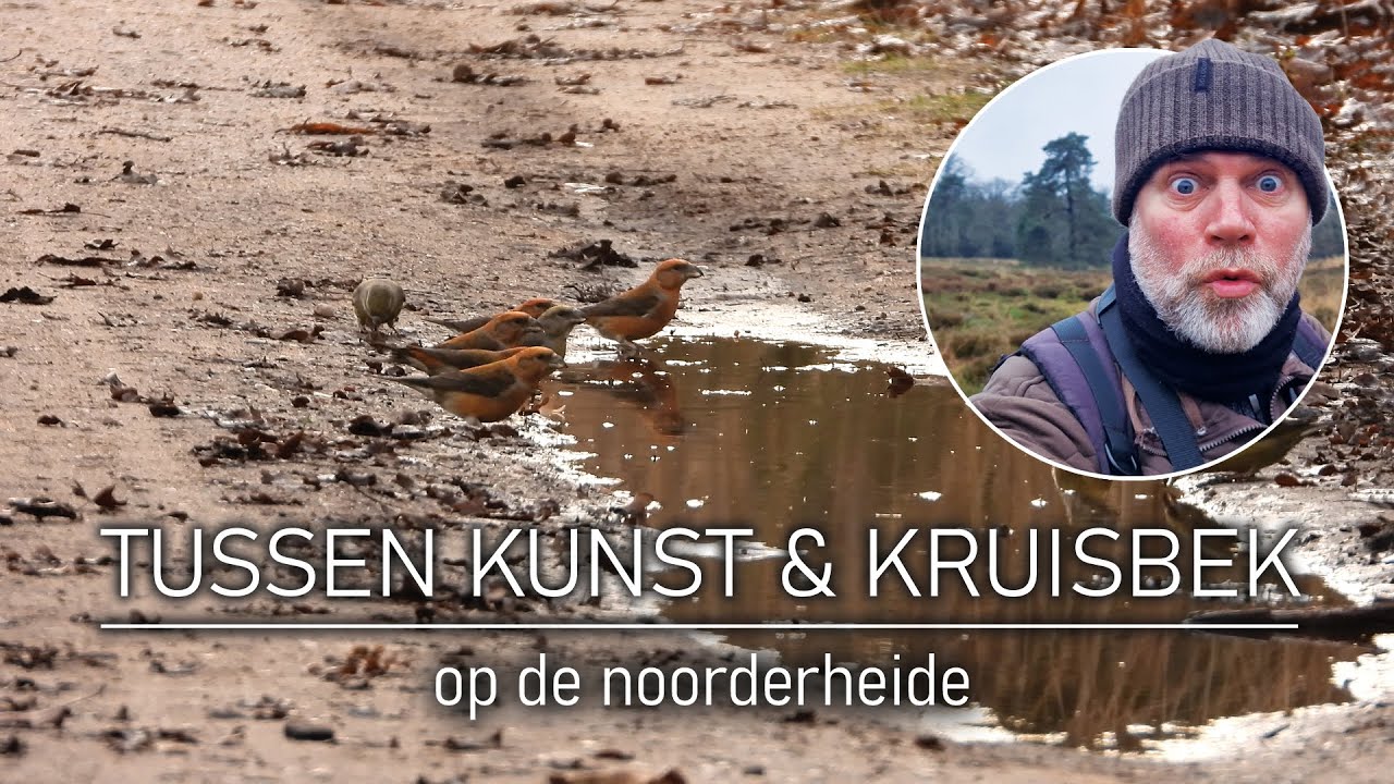 #48 - TUSSEN KUNST & KRUISBEK - op de noorderheide