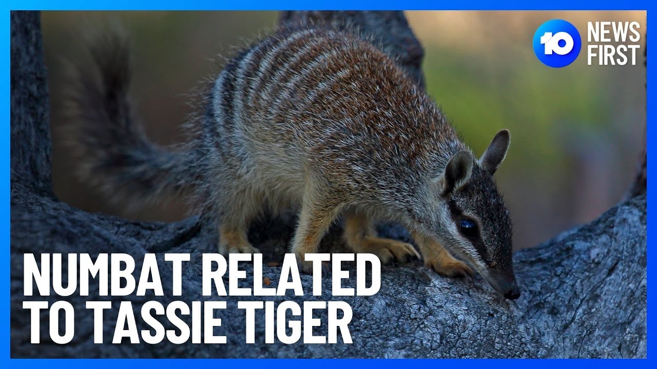 Numbat Linked To Tasmanian Tiger Through DNA | 10 News First
