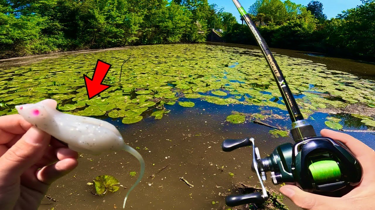 Découverte d’un ÉTANG, je pêche avec une SOURIS et les POISSONS en sont fous !!