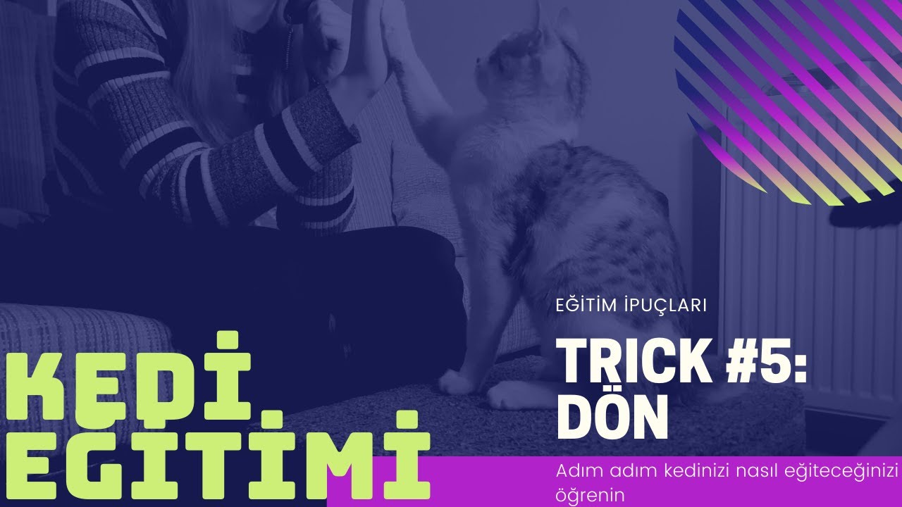 #Kedi eğitimi | D&ouml;n komutu