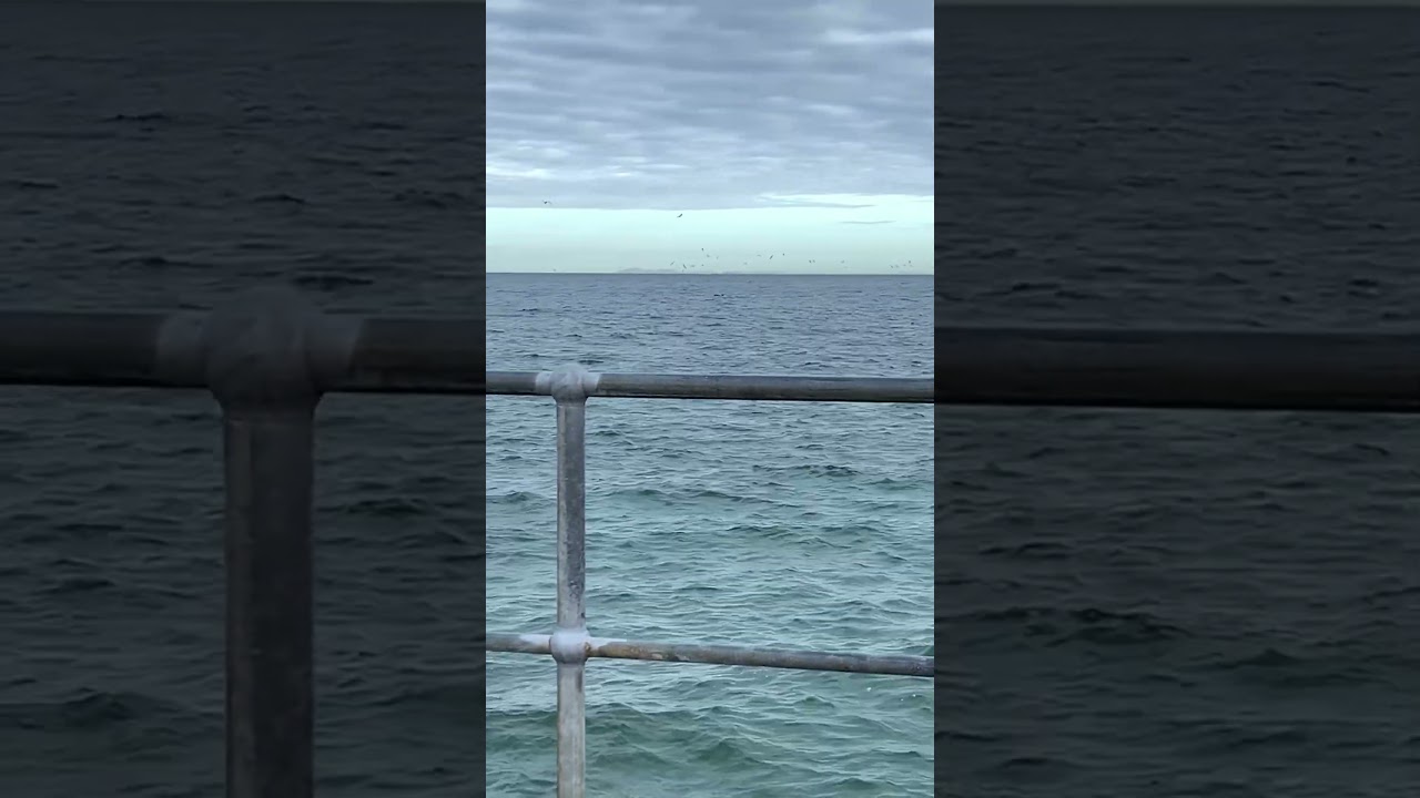 Dolphins of the pier #fishing #trending #fish #fun