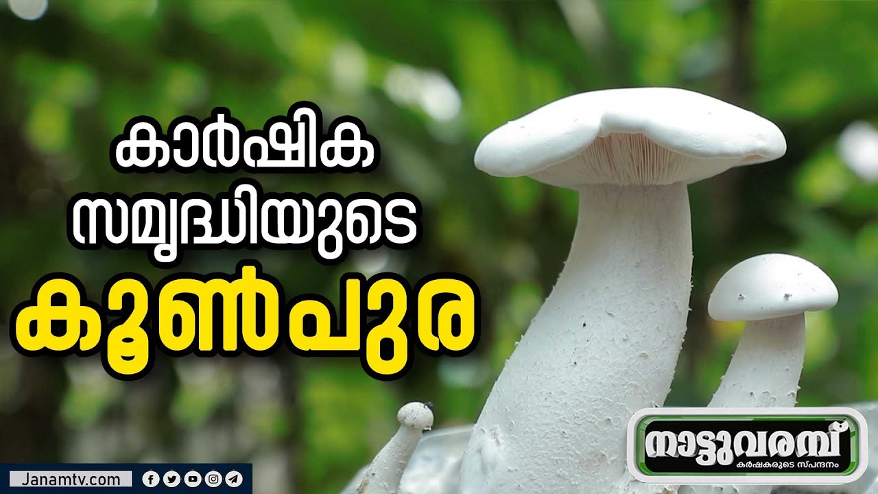 കാർഷിക സമൃദ്ധിയുടെ കൂൺപുര | NATTUVARAMBU | MUSHROOM | FUNGICULTURE | JANAM TV
